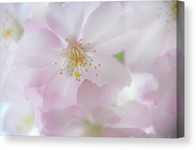 Jenny Rainbow Fine Art Photography Canvas Print featuring the photograph Tender Bloom of Sakura by Jenny Rainbow