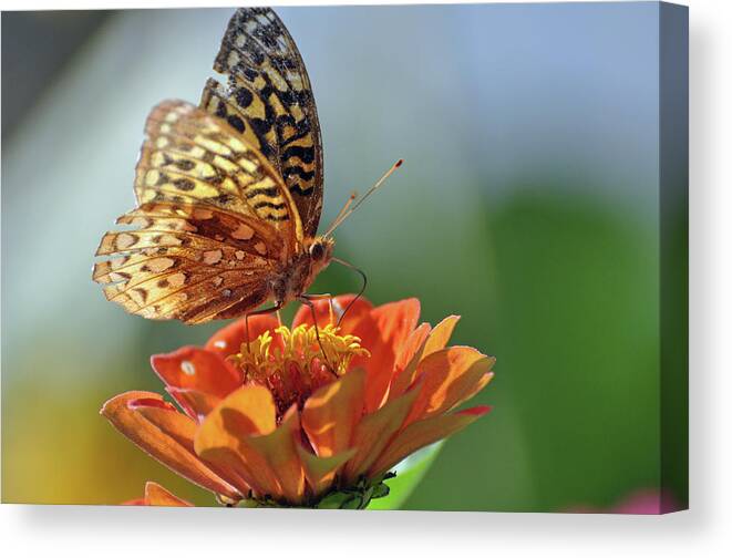 Butterfly Canvas Print featuring the photograph Tenderness by Glenn Gordon
