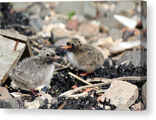 Tern Canvas Print featuring the photograph Tern Chicks by David Grant