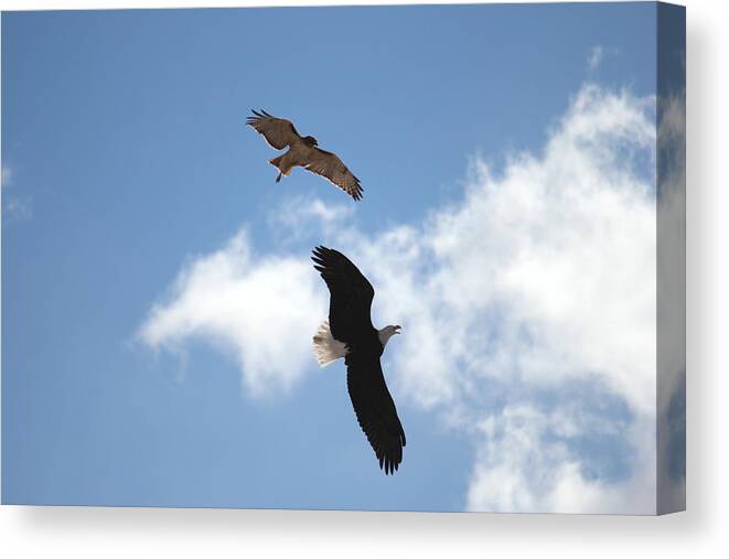 Hawk Canvas Print featuring the photograph Territory by Trent Mallett