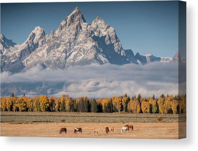 Horses Canvas Print featuring the photograph Teton Horses by Wesley Aston