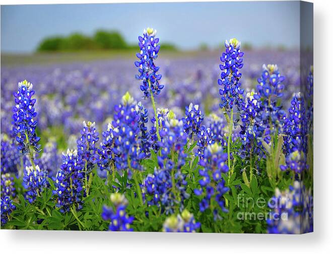 Spring Canvas Print featuring the photograph Texas Blue - Texas Bluebonnet wildflowers landscape flowers by Jon Holiday