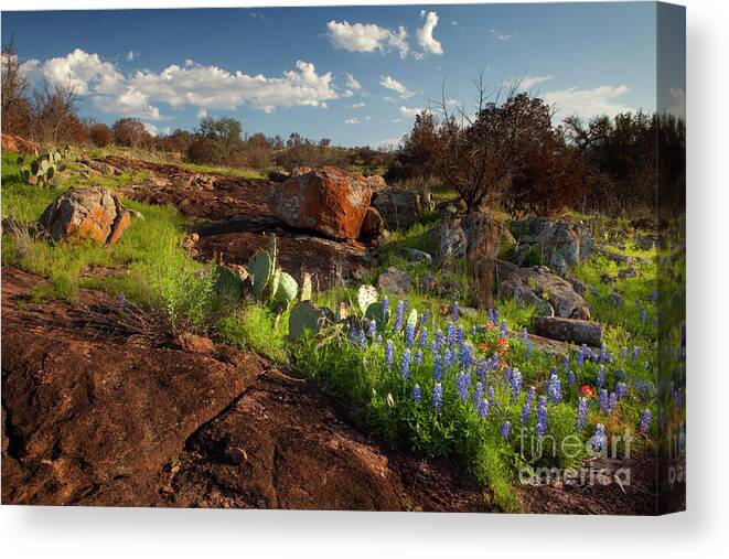 Texas Blue Bonnets Canvas Print featuring the photograph Texas Blue Bonnets and cactus by Keith Kapple