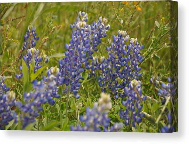 Texas Hill Country Canvas Print featuring the photograph Texas Bluebonnet by Frank Madia