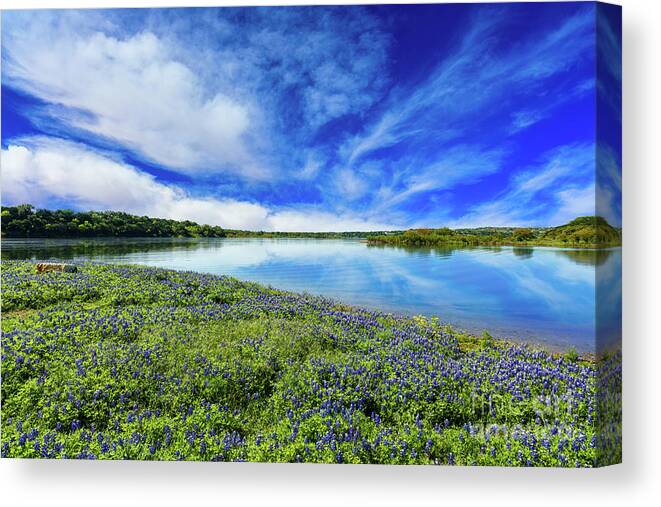 Austin Canvas Print featuring the photograph Texas Bluebonnets by Raul Rodriguez