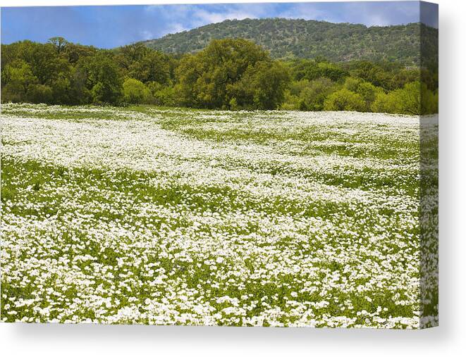 Texas Canvas Print featuring the photograph Texas Hill Country Spring 2 by Paul Huchton