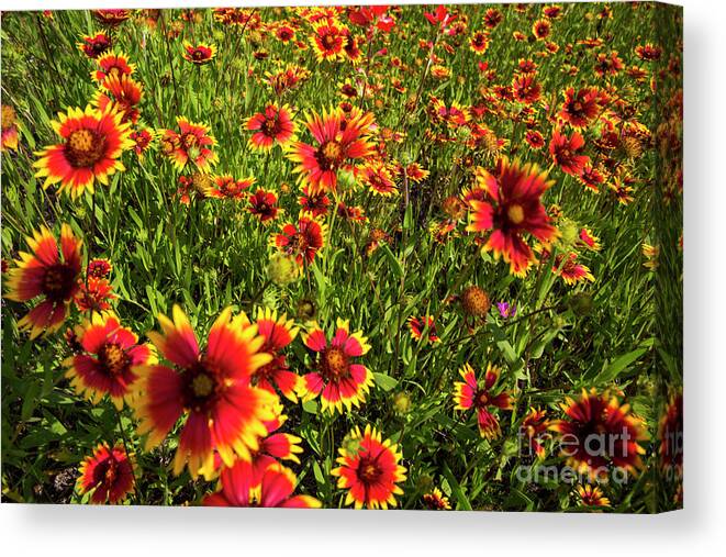 Close Up Canvas Print featuring the photograph Texas Hill Country wildflowers - Indian Blanket Firewheels, Lake by Dan Herron