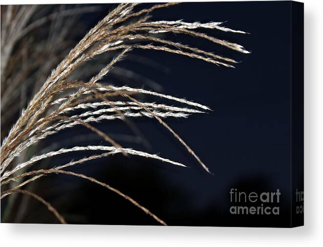 Grasses Canvas Print featuring the photograph Texture by Margaret Hamilton