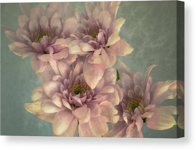 Mums Canvas Print featuring the photograph Textured Mums by John Roach