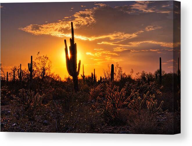 Saguaro Sunset Canvas Print featuring the photograph That Golden Desert Light by Saija Lehtonen