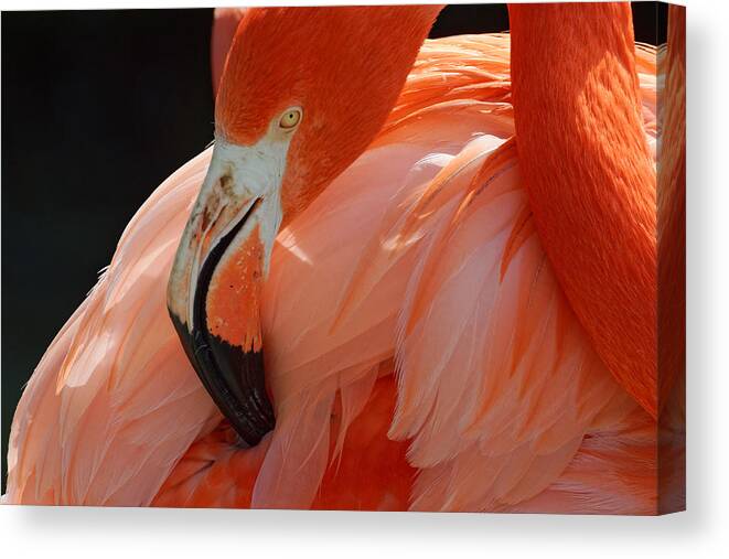 That's The Spot Canvas Print featuring the photograph That's the Spot -- American Flamingo at Charles Paddock Zoo in Atascadero, California by Darin Volpe