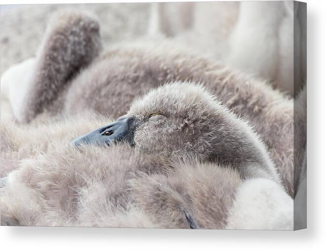 Swan Canvas Print featuring the photograph The Afternoon Lullaby by Iryna Goodall