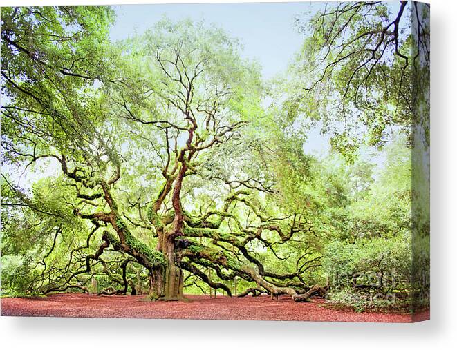 Angel Oak Canvas Print featuring the photograph The Angel Oak Tree by Sharon McConnell
