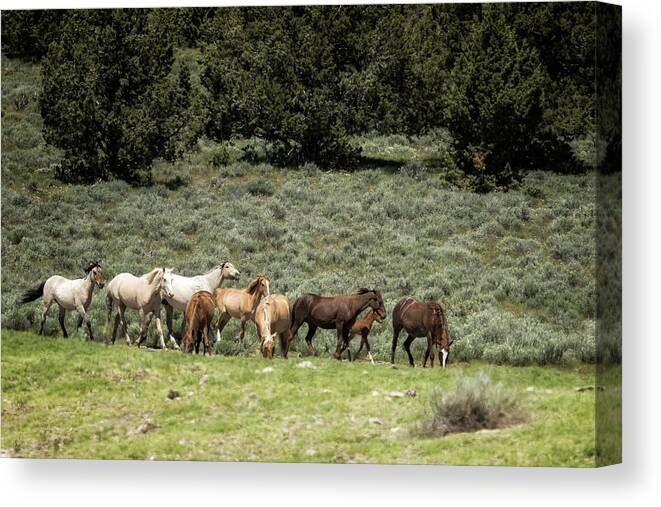 Wild Horses Canvas Print featuring the photograph The Arrival by Belinda Greb