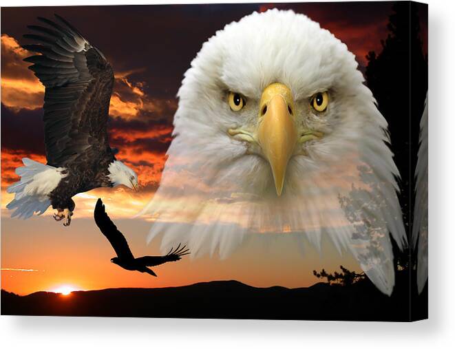 Bald Eagle Canvas Print featuring the photograph The Bald Eagle by Shane Bechler
