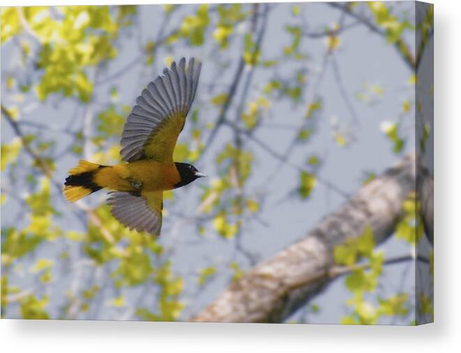 Baltimore Oriole Canvas Print featuring the photograph The Baltimore Oriole in-flight by Asbed Iskedjian