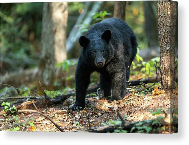 Bear Canvas Print featuring the photograph The Bear by Everet Regal