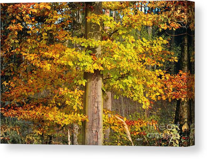Photo Canvas Print featuring the photograph The Beauty of Fall by Jutta Maria Pusl