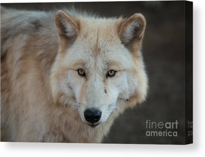 Wolf Canvas Print featuring the photograph The Big Beautiful Wolf by Ana V Ramirez