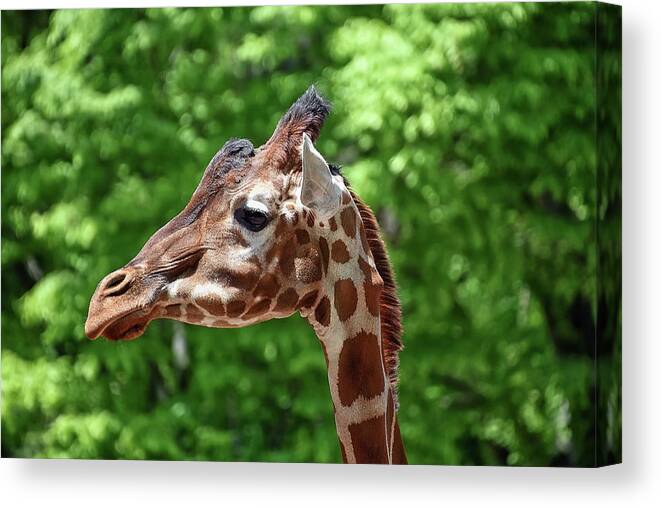 Giraffe Canvas Print featuring the photograph The Big Guy by Kuni Photography