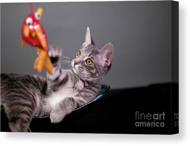 Digital Photography Canvas Print featuring the photograph The cat and the fish by Afrodita Ellerman