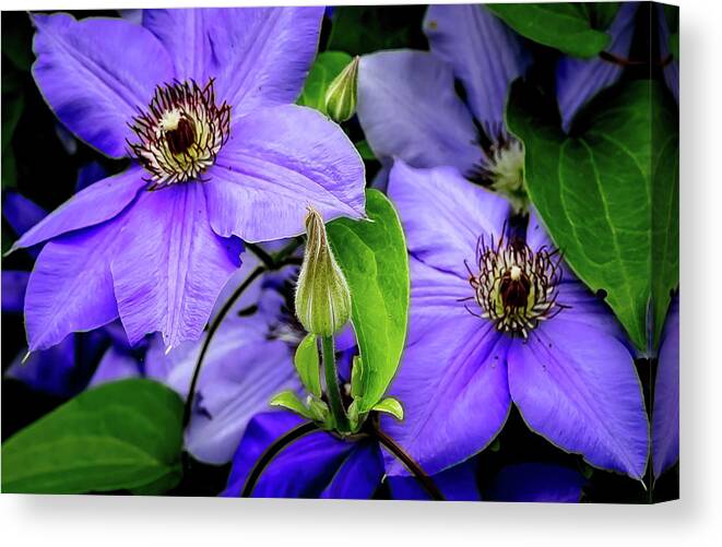 Flower Canvas Print featuring the digital art The Clematis Bud by Ed Stines