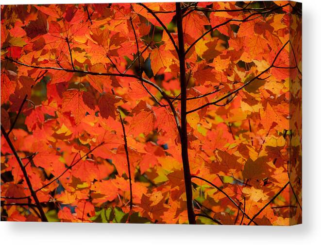 Waterfalls Canvas Print featuring the photograph The Colors of Fall by Brenda Jacobs