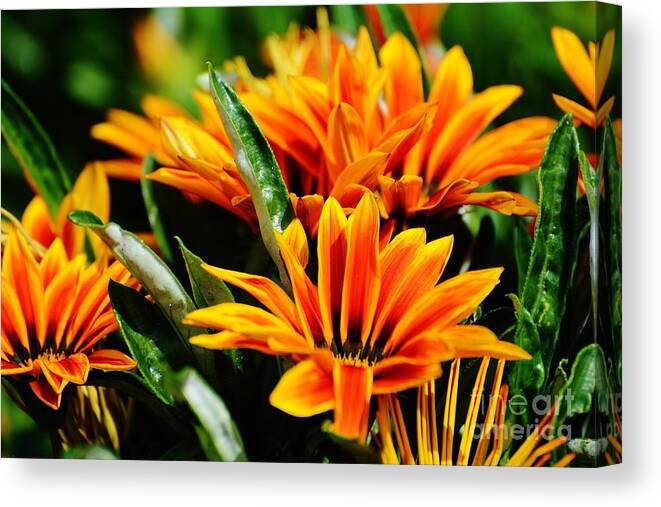 Flowers Canvas Print featuring the photograph The colors of spring by Julie Adair