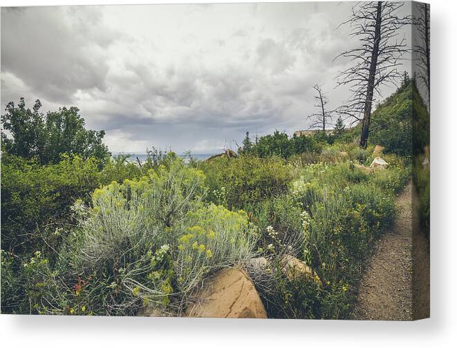 Landscape Canvas Print featuring the photograph The Desert Comes Alive by Margaret Pitcher