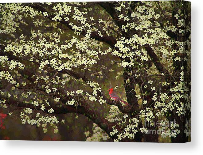 Bird Canvas Print featuring the digital art The Dogwoods and the Cardinal by Darren Fisher