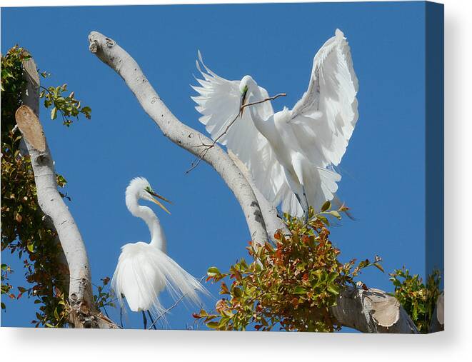 Ardea Alba Canvas Print featuring the photograph The Exchange 2 by Fraida Gutovich