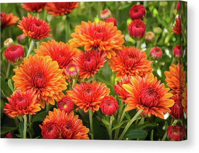 Red Canvas Print featuring the photograph The Fall Bloom by Bill Pevlor