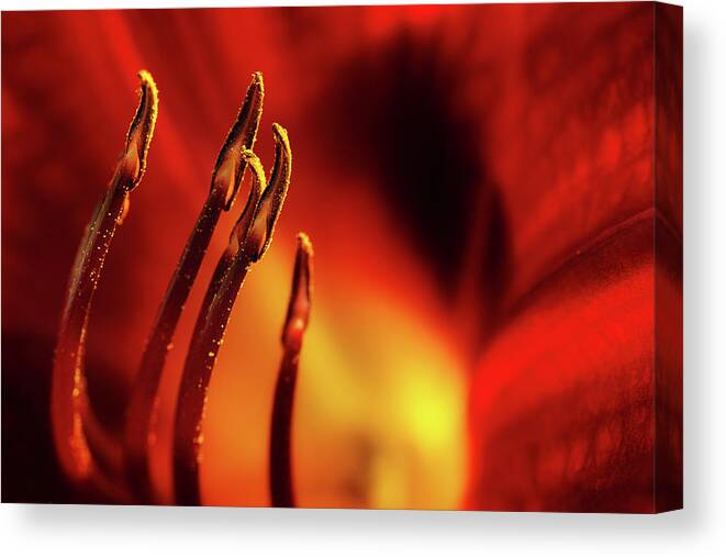 Lily Canvas Print featuring the photograph The Fire Within by Mike Eingle