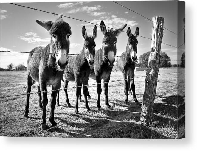 Donkey Canvas Print featuring the photograph The Four Amigos by Sharon Jones