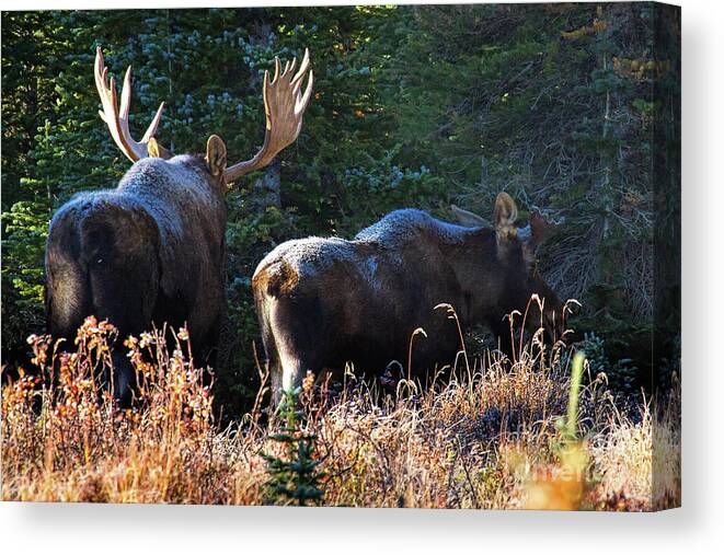 Moose Canvas Print featuring the photograph The Frost is on the Moose's by Jim Garrison