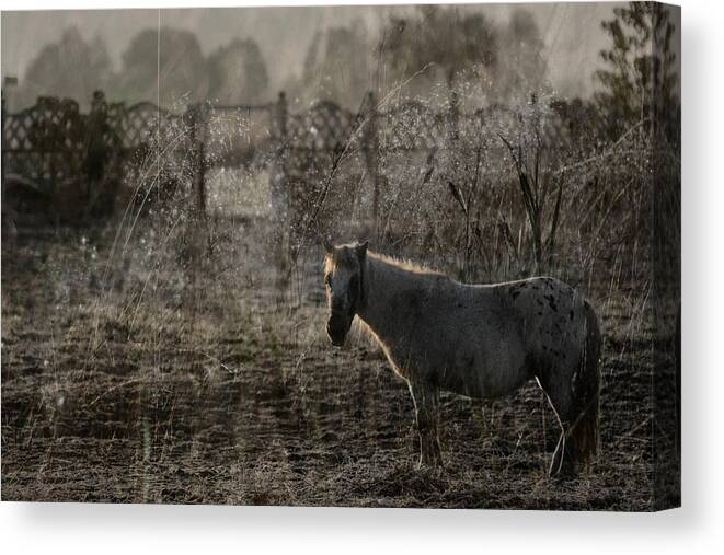 Pferd Canvas Print featuring the photograph The Frosty Morning by Ang El