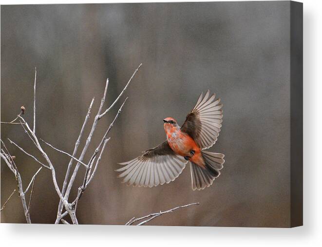 Vermillion Flycatcher Canvas Print featuring the photograph The Full Monty by Don Mercer