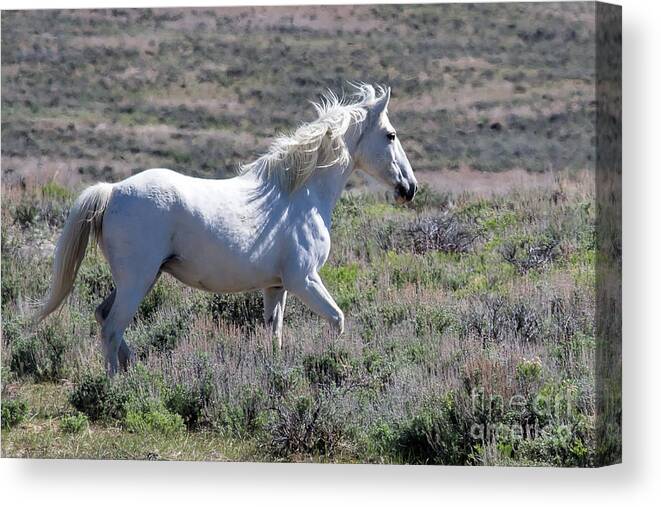 Wild Stallions Canvas Print featuring the photograph The Galloping Ghost by Jim Garrison