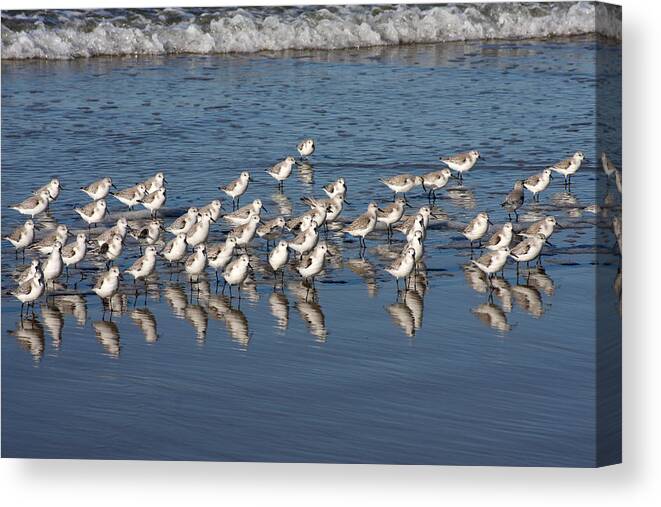 Sanderlings Canvas Print featuring the photograph The Gang's All Here by Art Block Collections