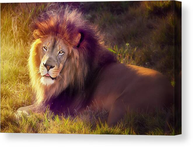 Lion Canvas Print featuring the photograph The glorious king by Camille Lopez