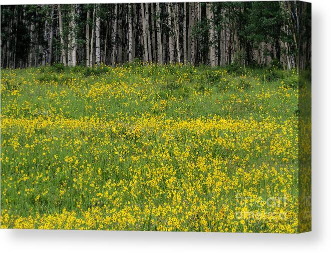 Aspen And Flowers Canvas Print featuring the photograph The Golden Shore by Jim Garrison