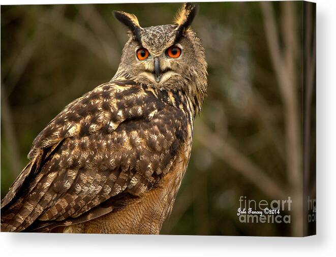 Photography Canvas Print featuring the photograph The Great Horned Owl by Jale Fancey