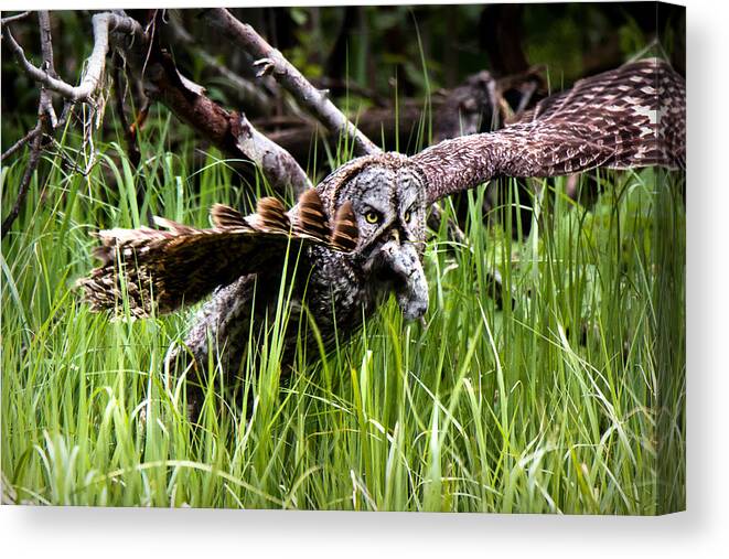 Great Gray Canvas Print featuring the photograph The Great Hunt by Ryan Smith