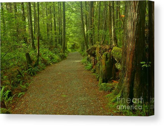 Willowbrae Canvas Print featuring the photograph The Green Path At Pacific Rim by Adam Jewell