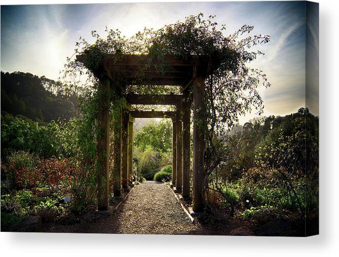 Sunrise Canvas Print featuring the photograph The Grove by Digiblocks Photography