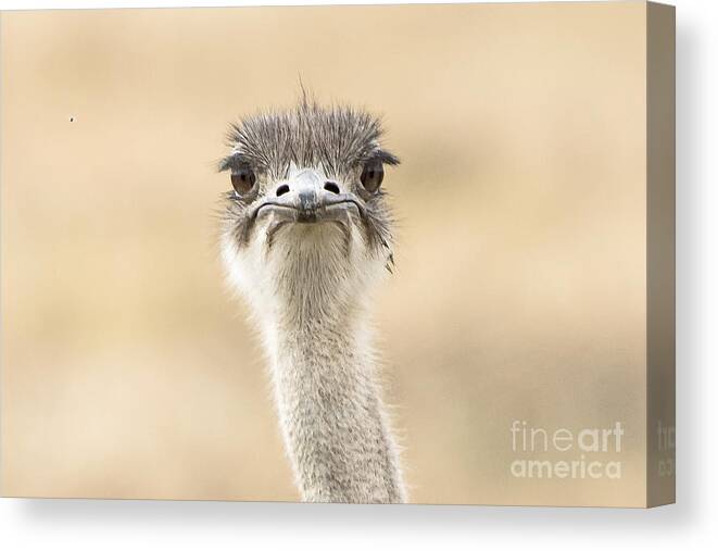 Ostrich Canvas Print featuring the photograph The Grump by Pravine Chester