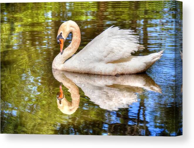 Swan Canvas Print featuring the photograph The hammy Swan by Ronda Ryan