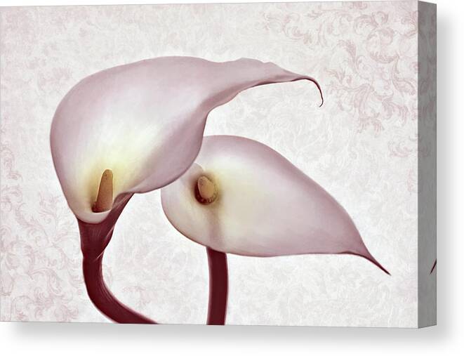 Calle Lilies Canvas Print featuring the photograph The Heart of Lilies by Leda Robertson