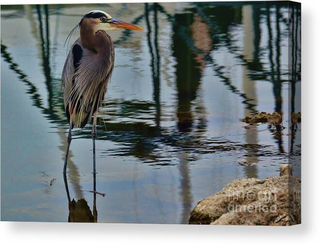 Great Heron Canvas Print featuring the photograph The Heron's Brother by Diana Mary Sharpton