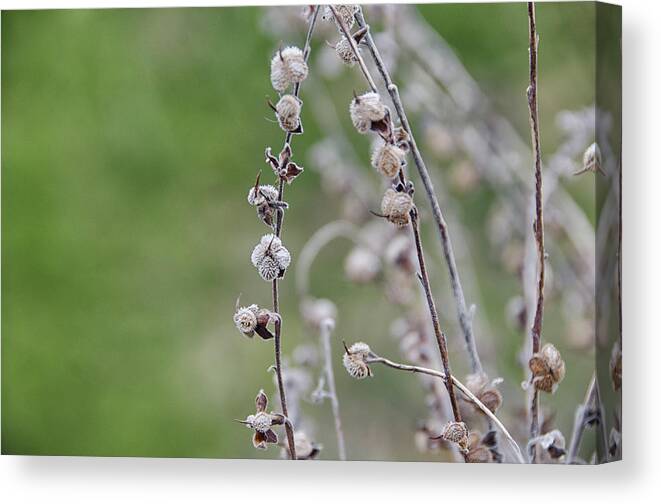 Weed Canvas Print featuring the photograph The hitchhikers by Debra Baldwin